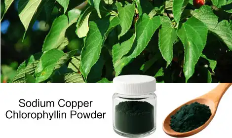 What Is Sodium Copper Chlorophyllin Powder? Full Application Guide for Food & Beverage Brands